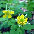 Geum urbanum 1951