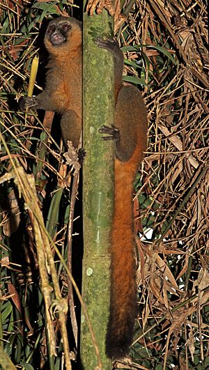 Golden bamboo lemur (Hapalemur aureus).jpg