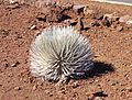 Haleakala silversword