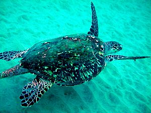 Hawksbill Turtle 1