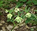 Helleborus bocconei 2