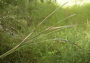 Heteropogon triticeus flowers.jpg