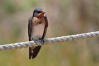 Hirundo neoxena 8923