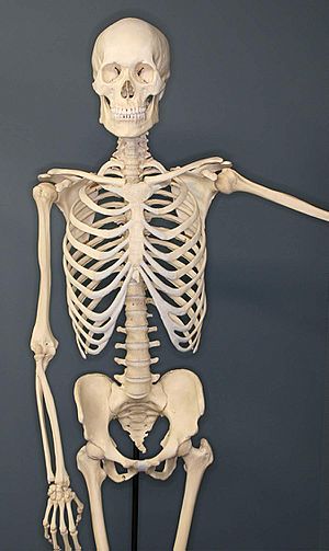 Human-Skeleton