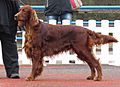 Irish Setter in Tallinn 2