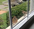 Juvenile male northern cardinal at feeder with female house finch