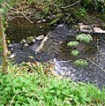 Kerelaw Castle - Weir