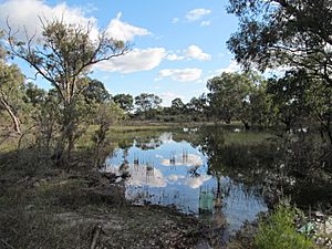 Lightning Swamp wetland 1