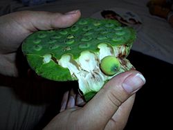 Lotus seed