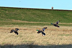 Mallard Ducks, Leasowe Common (geograph 2859163)