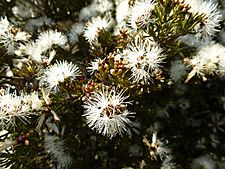 Melaleuca teuthioides (leaves, flowers)