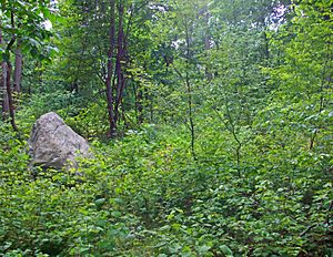 Morris County, NJ, highest point