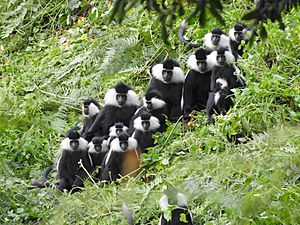 Multi-male unit of Rwenzori colobus in Nyungwe 