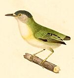 Myiornis ecaudatus 1847