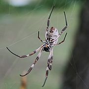 Nephila edulis front