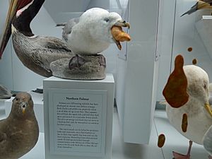 Northern fulmar display