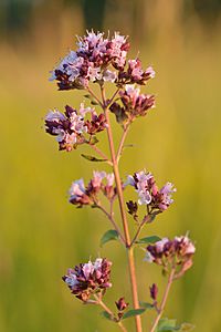 Origanum vulgare - harilik pune