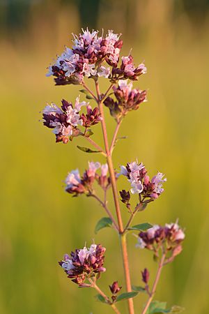 Origanum vulgare - harilik pune.jpg