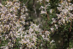 Petrophile biloba-Granite Petrophile.JPG