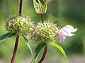 Phlomis tuberosa0