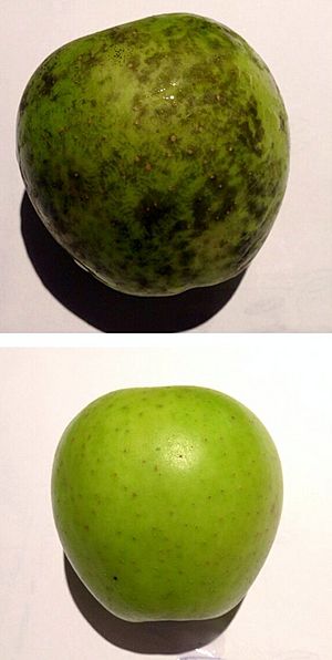 An apple afflicted by "Phyllachora pomigena" before and after cleaning