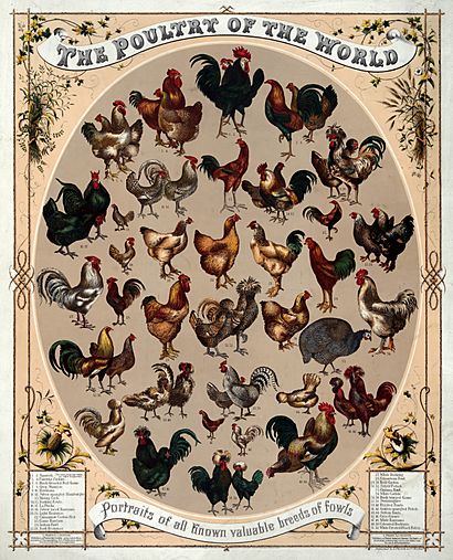 Poultry of the world