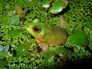 Pseudis paradoxa01a.jpg