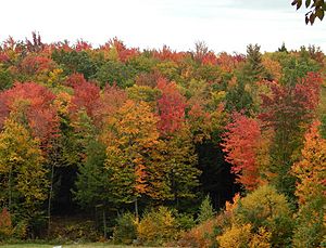 Redmaplefoliage