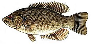 Rock Bass.jpg