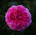 Rosa-'Gertrude-Jekyll'