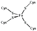 Rubredoxin