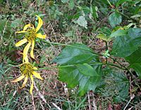 Rudbeckia laciniata humilis