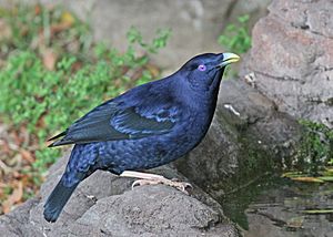 Satin Bowerbird JCB.jpg