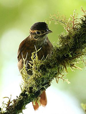 Scaly-throated Foliage-gleaner.jpg