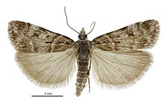 Scoparia nomeutis male.jpg