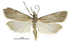 Scoparia s.l. pallidula male.jpg