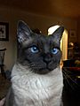 Sealpoint-siamese-hybrid