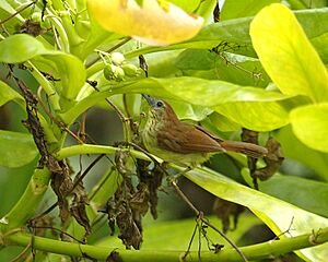 Striped Tit-Babbler (Macronous gularis)