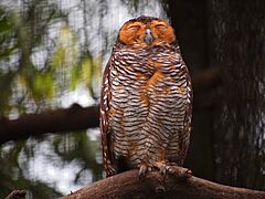 Strix seloputo (National Zoo Malaysia)