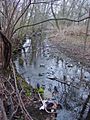 Teaneck Creek Debris 2003 April