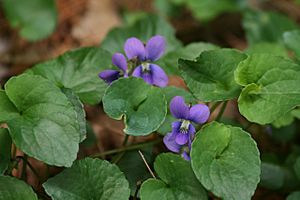 Viola cucullata.jpg