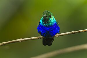 Violet-bellied Hummingbird - Ecuador S4E8390