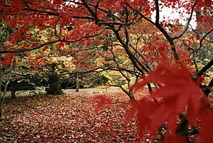 Westonbirt Arboretum 1 (1)