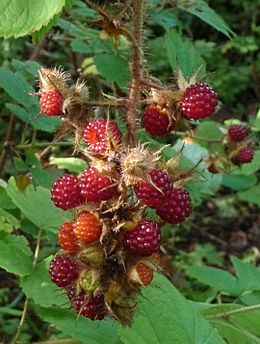 Wineberries (5287129428)