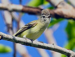 Yellow-bellied Elaenia