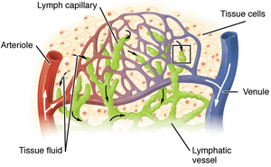 2202 Lymphatic Capillaries big