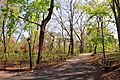 2886-Central Park-The Ramble