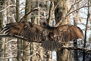 9048-20110226-TurkeyVulture