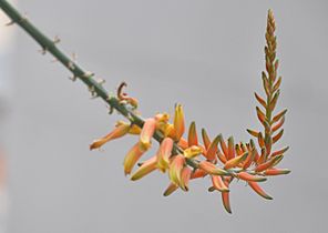 Aloe vera flower 2