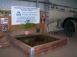 Avondale ag museum gnangarra 25